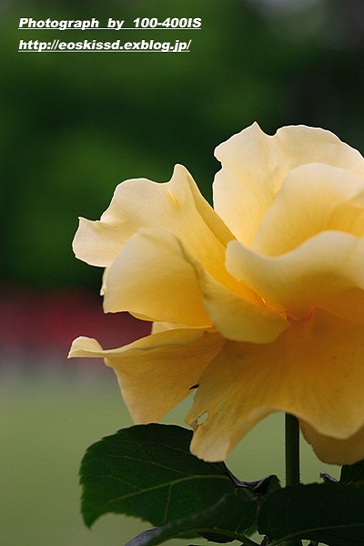 《花》　バラ（薔薇）　その3　100mmマクロ_c0080036_2149449.jpg