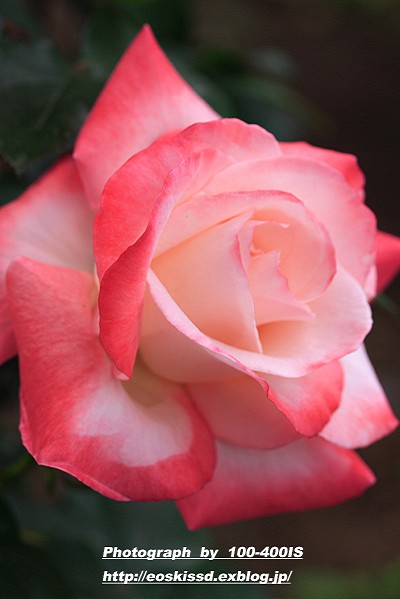 《花》　バラ（薔薇）　その3　100mmマクロ_c0080036_21505631.jpg