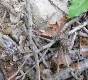 e0049740_2114936.jpg