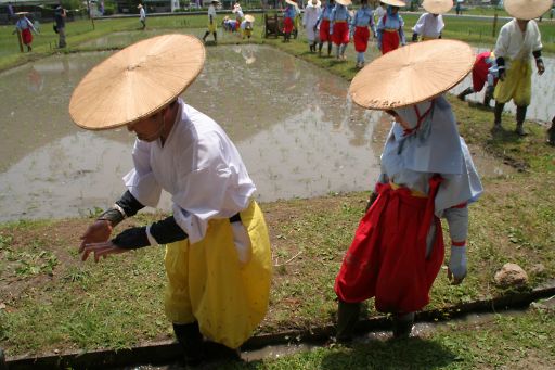 悠紀斎田（ゆきさいでん）お田植祭り-2_a0031741_17505096.jpg