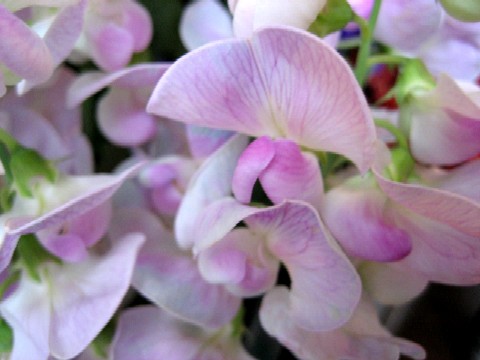 仲直りの花 柳都日記