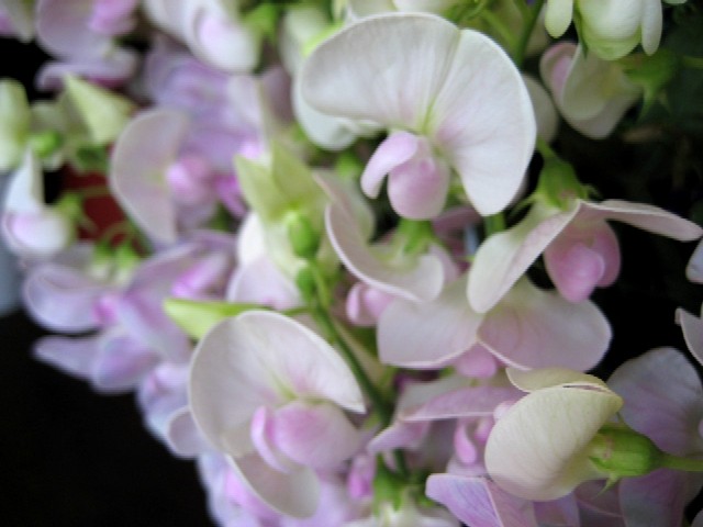 仲直りの花 柳都日記