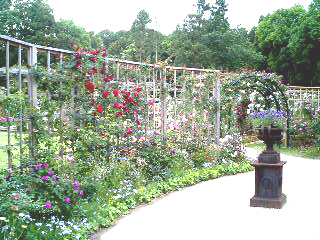 草ぶえの丘、花盛り_a0094959_1352881.jpg