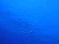 2007年5月29日 きまぐれいりざき_d0113459_19134974.jpg