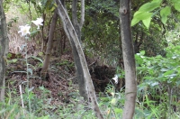 c0108460_1953811.jpg