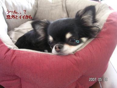 New wanko bed_d0006467_236439.jpg