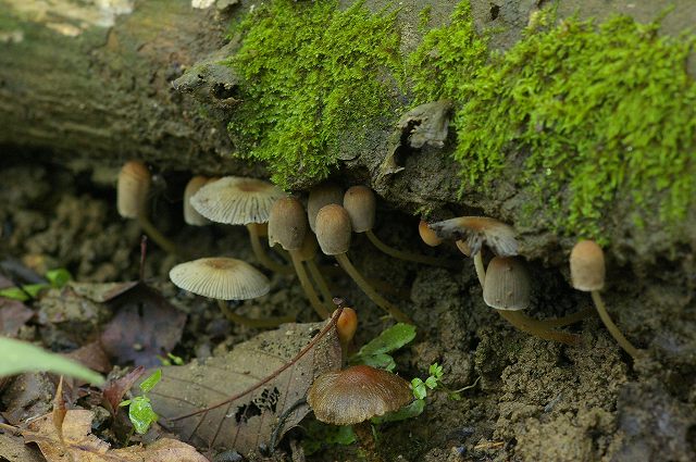 e0070891_1901896.jpg