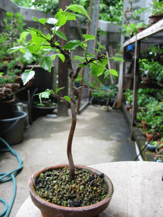 e0121605_11471121.gif