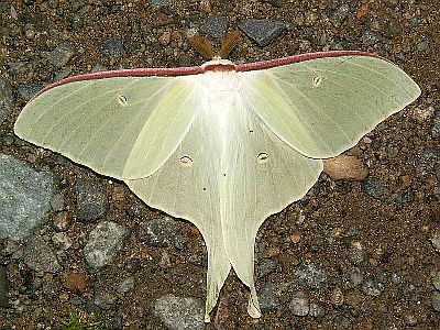 オオミズアオ 一寸の虫にも五分の魂 オオミズアオ 一寸の虫にも五分の魂