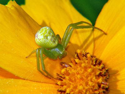オオミズアオ 一寸の虫にも五分の魂 オオミズアオ 一寸の虫にも五分の魂