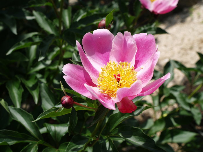 昨日の花。。_c0116915_18443068.jpg