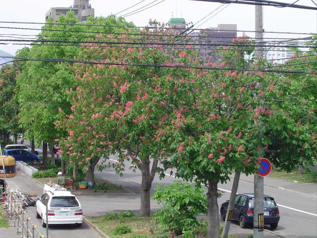 e0086526_113625.jpg