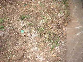 f0031037_1793917.jpg