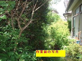 伐採片付け・除草剤散布完了_f0031037_179798.jpg