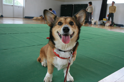 モデル犬 待てとお座り 復習し お転婆コーギー犬とeos Kiss Dでのお散歩フォト モデル犬 待てとお座り 復習し お転婆コーギー犬とeos Kiss Dでのお散歩フォト