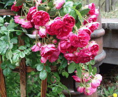 f0063944_1215979.gif