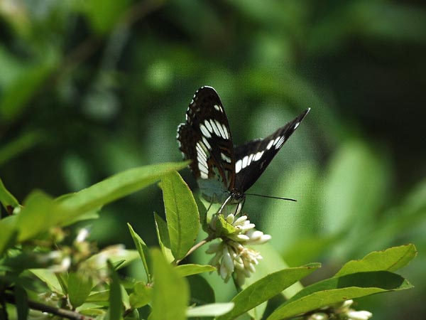 埼玉県のアサマイチモンジなど_c0045352_18385220.jpg