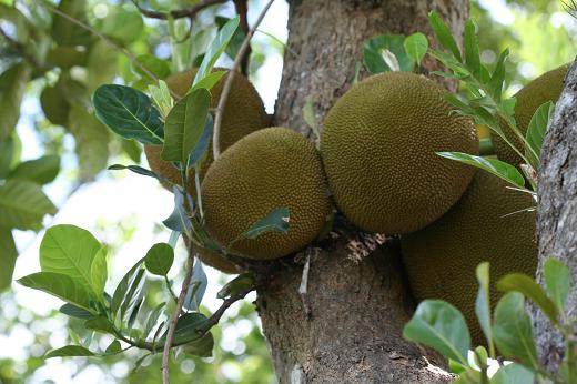 クワ科 Moraceae えるだまの植物図鑑 クワ科 Moraceae えるだまの植物図鑑