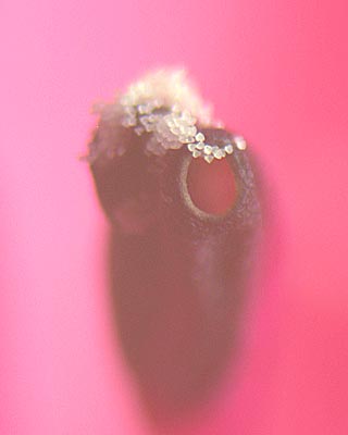 e0035757_2193743.jpg