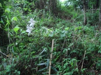 c0108460_2117317.jpg
