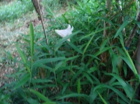 c0108460_21222044.jpg