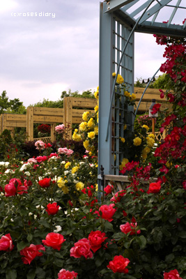 d0090671_14175188.jpg