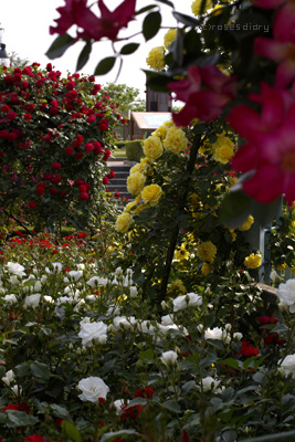 d0090671_1418256.jpg