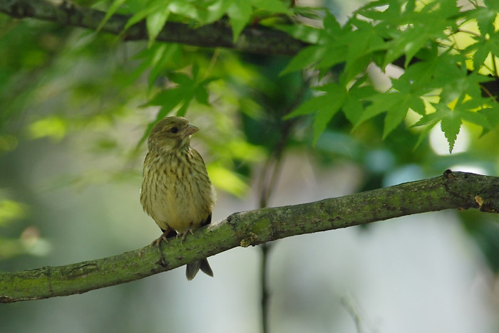 カワラヒワも子育て中_f0053272_18433822.jpg