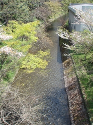 玉川上水緑道 ～羽村の堰－拝島_c0105785_9362685.jpg