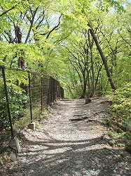 玉川上水緑道 ～羽村の堰－拝島_c0105785_937764.jpg