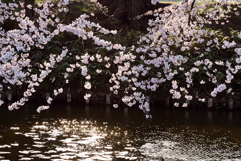 2007年ＧＷの旅～「弘前公園さくら祭り」その２_d0102792_23523433.jpg