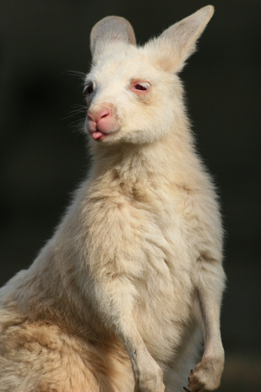 白カンガルー_b0016600_2371984.jpg