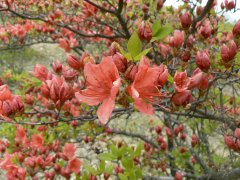 植物観察会・清里美し森(自習?)_f0019247_225384.jpg