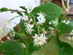 植物観察会・清里美し森(自習?)_f0019247_2301987.jpg