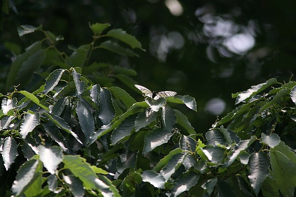 b0084270_24425.jpg