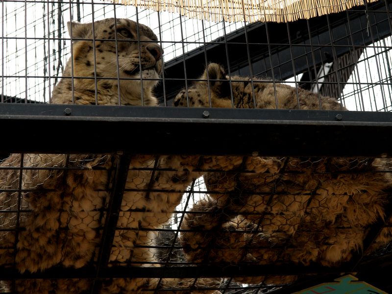 アムールヒョウ　in　旭山動物園_b0108186_1241211.jpg