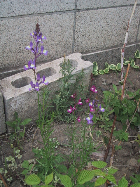 c0066693_855313.jpg