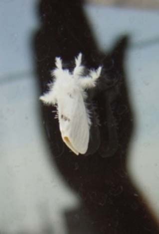 白い蛾４種 昆虫ブログ むし探検広場