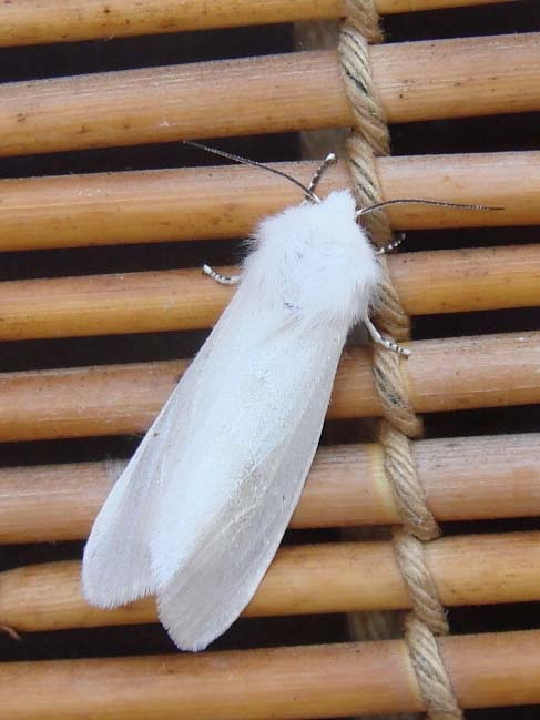 白い蛾４種 昆虫ブログ むし探検広場