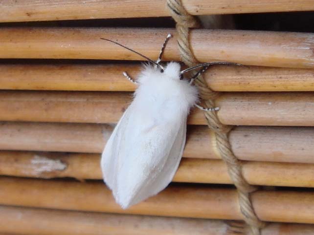白い蛾４種 昆虫ブログ むし探検広場