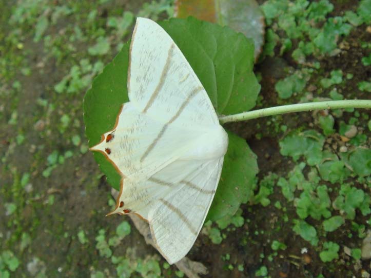 白い蛾４種 昆虫ブログ むし探検広場