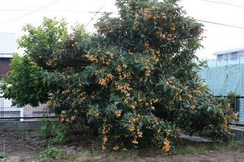 超巨大なびわの木 さわらび その他色々 ブルーガーデンに憧れて 超巨大なびわの木 さわらび その他色々 ブルーガーデンに憧れて