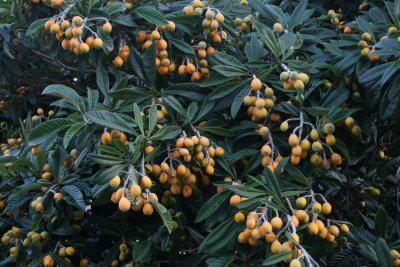 超巨大なびわの木、さわらび♪、その他色々… : ブルーガーデンに憧れて…