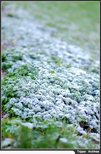 f0080510_8494841.jpg