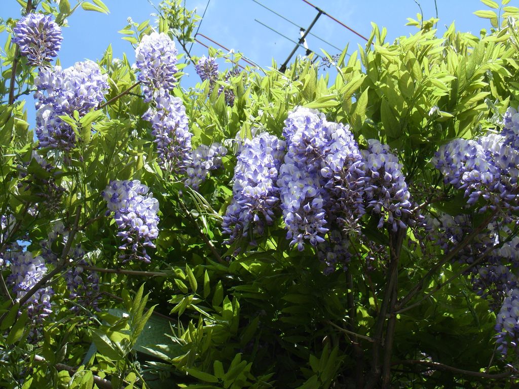 フジの花と『科学研究における「不正」の構造』_c0025115_2044325.jpg