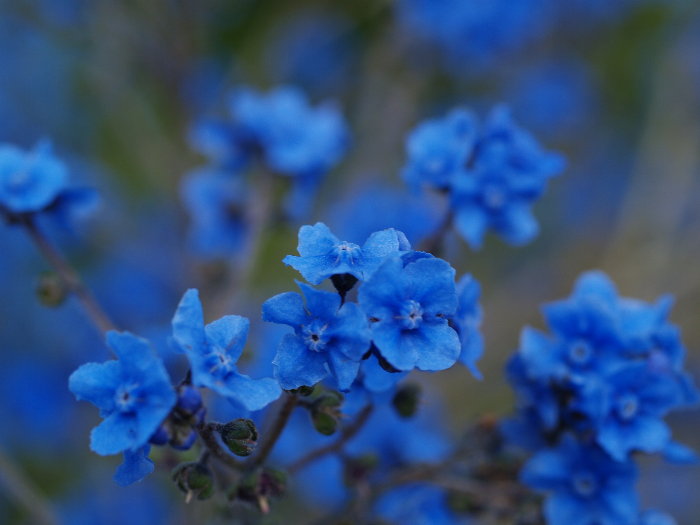 友達の家の庭の花。。_c0116915_0155625.jpg