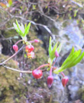 c0089831_1556456.jpg