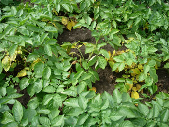 e0097534_11325061.jpg