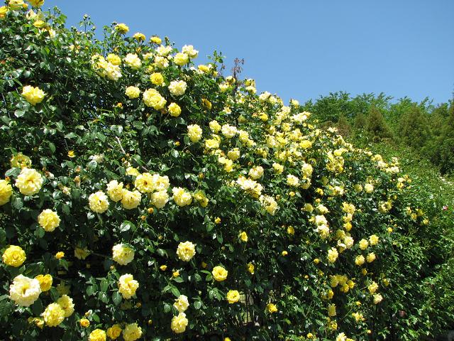 f0099535_0392980.jpg