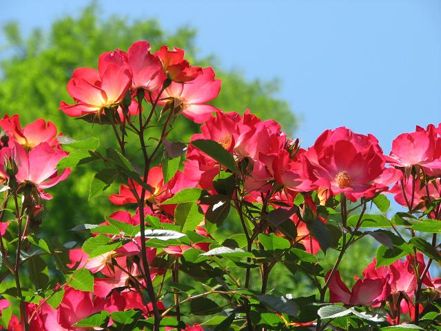 f0099535_0393812.jpg